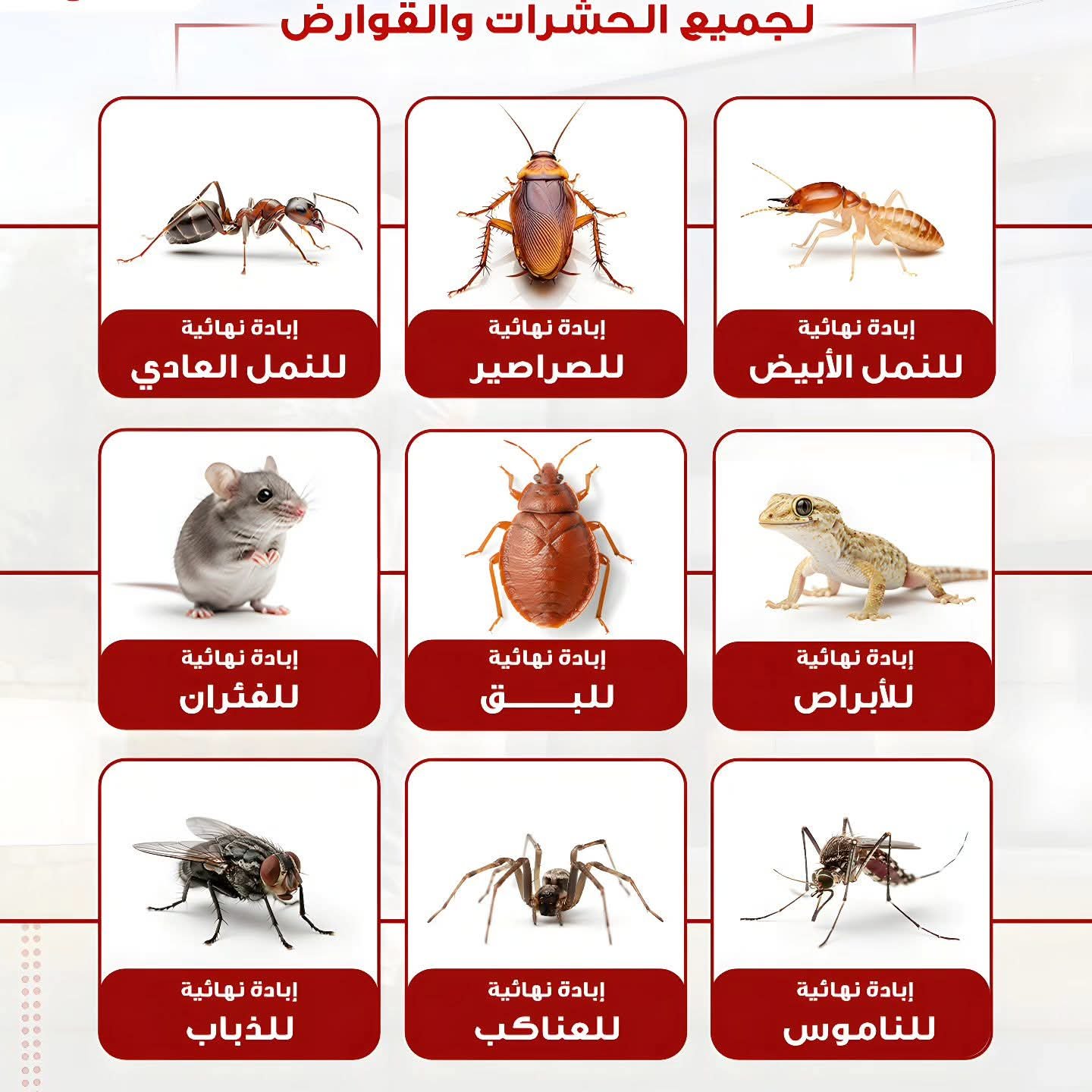 مكافحة النمل الأبيض - المركز البيولوجي الألماني